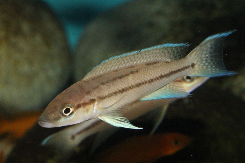 Neolamprologus longicaudatus 'Bilila (Kavala) Island'